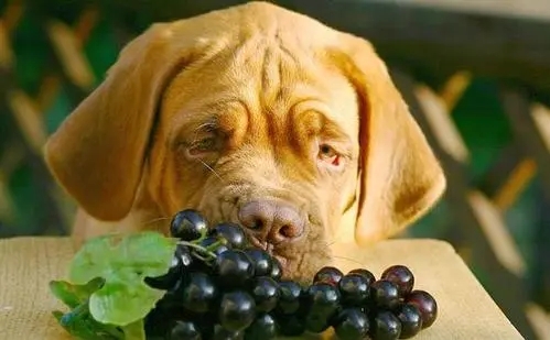 狗狗吃葡萄会中毒吗